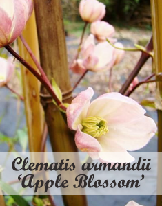 Groenblijvende klimplant Clematis armandii Apple Blossom
