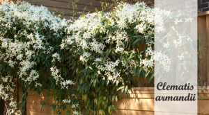 Clematis armandii: Klimplant om in de schaduw te planten