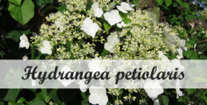 Klimplant voor in de schaduw Hydrangea petiolaris