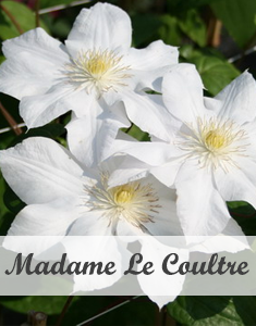 Clematis Madame Le Coultre - Klimplant Pergola