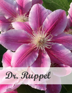 Clematis Dr. Ruppel - Klimplant voor pergola