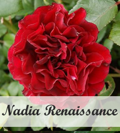 Rosa Nadia Renaissance als klimroos