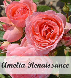 Klimroos Amelia Renaissance kopen