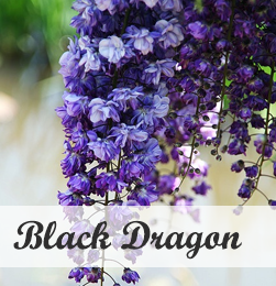 Wisteria Black dragon - klimplant voor pergola