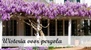 Klimplant voor pergola - Wisteria
